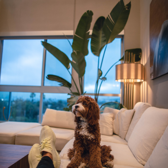 brown and white cavapoo sitting on couch